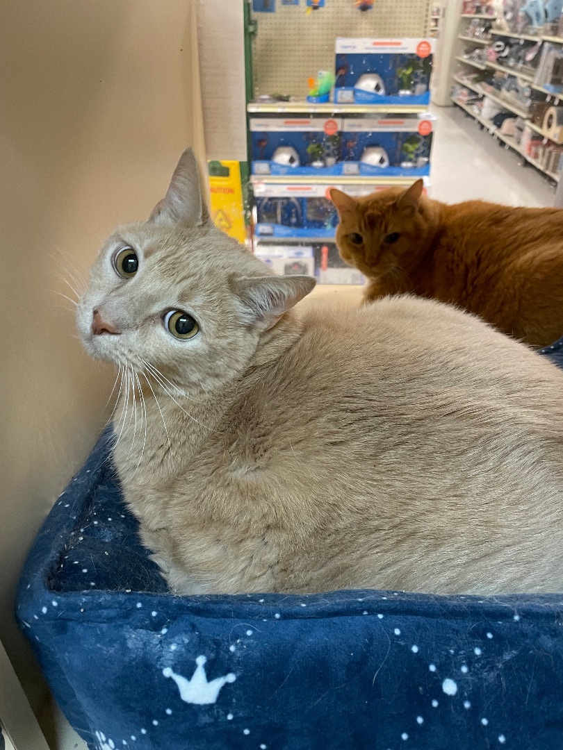 Rocky and CeeLo, a Adoptable Domestic Medium Hair in Port Saint Lucie, FL image 2/4