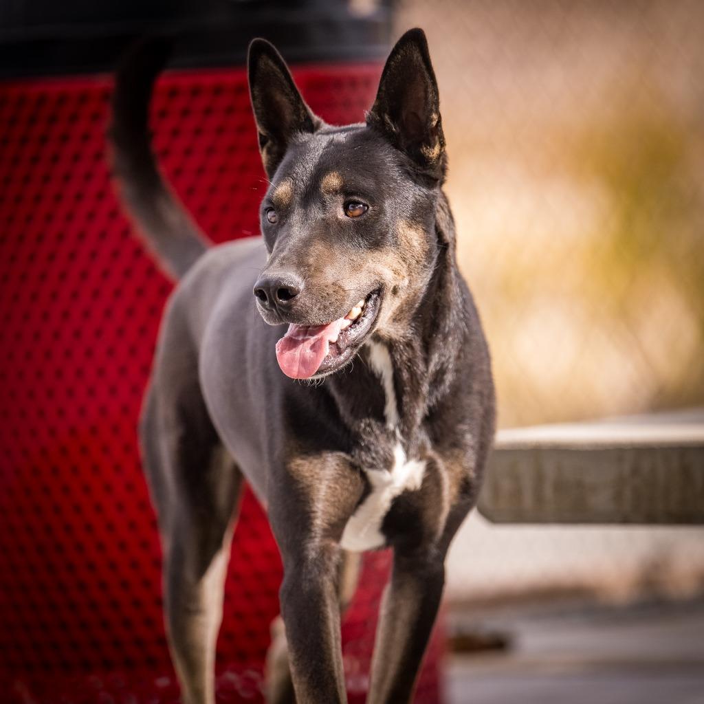 Enlarge Rex (Hutch), a Adoptable mixed breed in Twentynine Palms, CA image 1/6