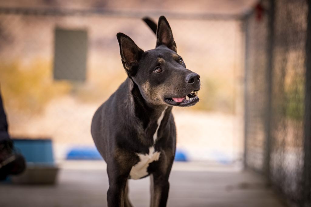 Enlarge Rex (Hutch), a Adoptable mixed breed in Twentynine Palms, CA image 2/6