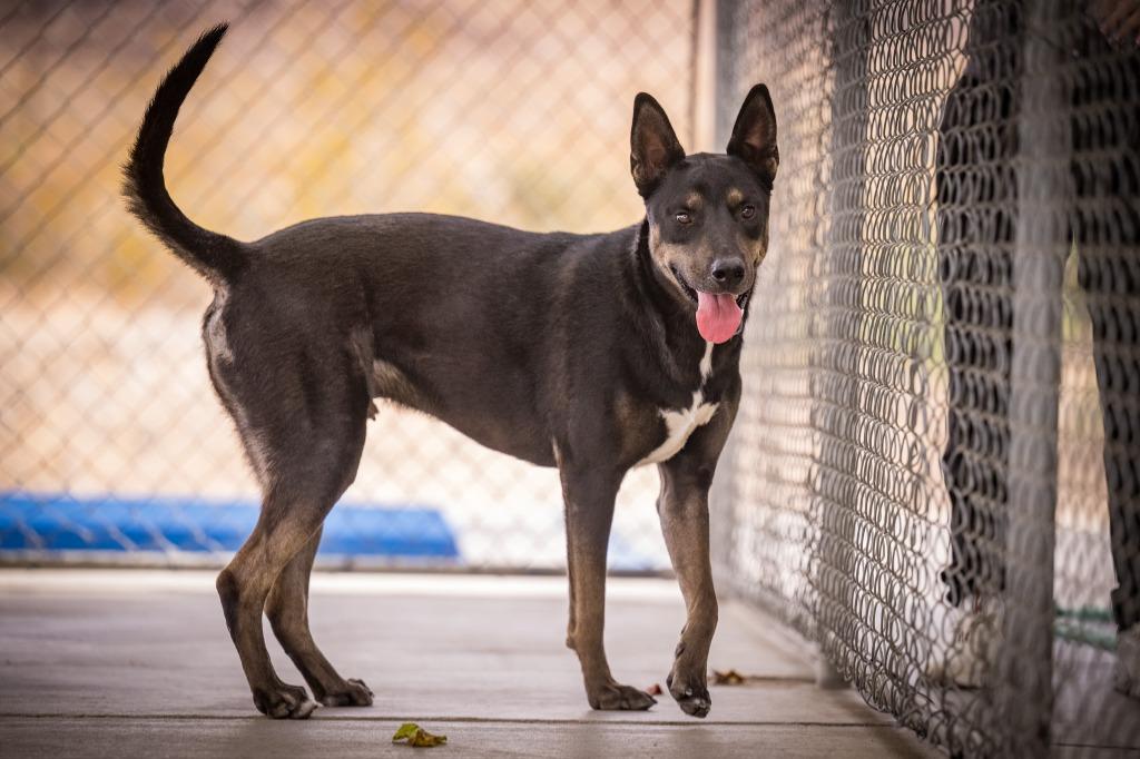 Enlarge Rex (Hutch), a Adoptable mixed breed in Twentynine Palms, CA image 3/6
