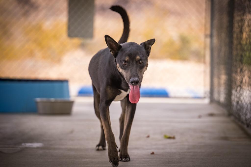 Enlarge Rex (Hutch), a Adoptable mixed breed in Twentynine Palms, CA image 4/6