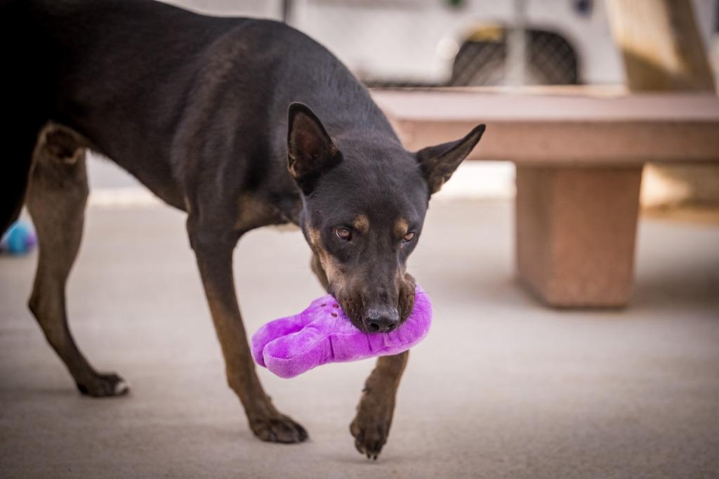 Enlarge Rex (Hutch), a Adoptable mixed breed in Twentynine Palms, CA image 5/6
