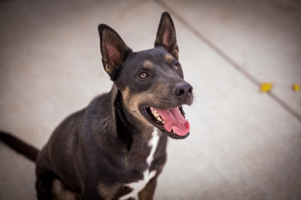 Enlarge Rex (Hutch), a Adoptable mixed breed in Twentynine Palms, CA image 6/6