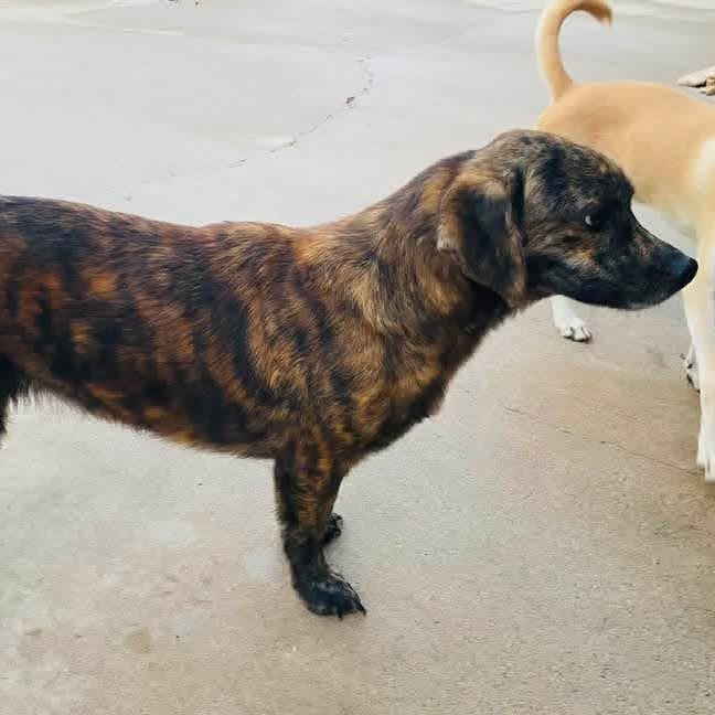 Enlarge Gerard PC, a Adopted mixed breed in Valdosta, GA image 6/6
