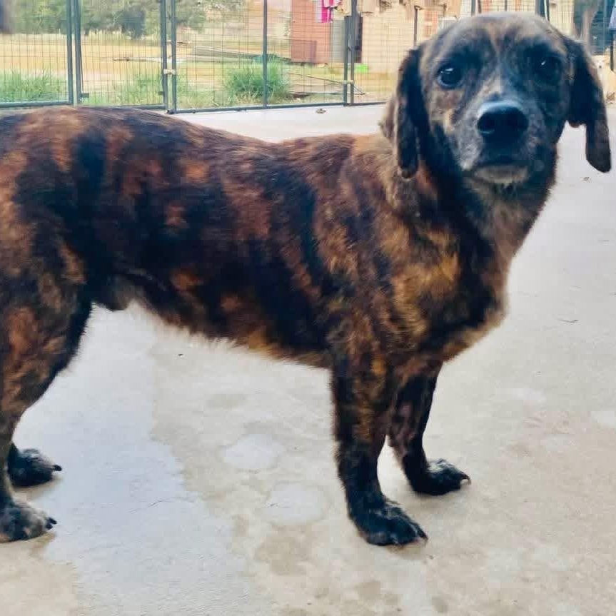 Gerard PC, Adopted, Adult Male Corgi & Dachshund.