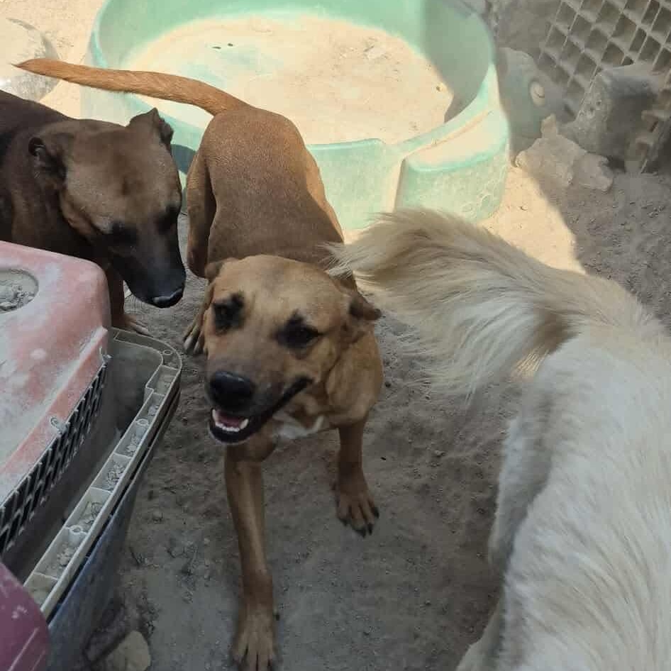 Enlarge Max, a Adoptable Mixed Breed in Puyallup, WA image 3/3