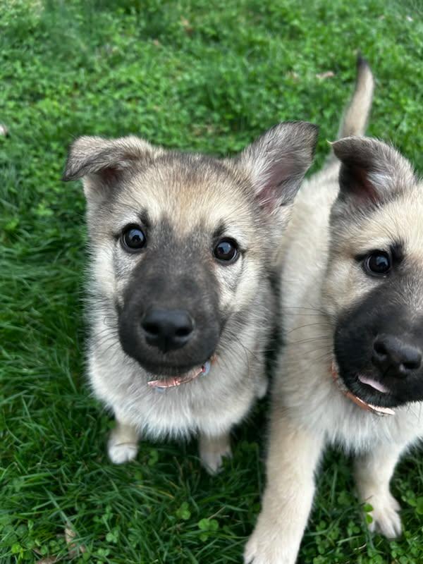 Peep, Adoptable, Puppy Female German Shepherd Dog.