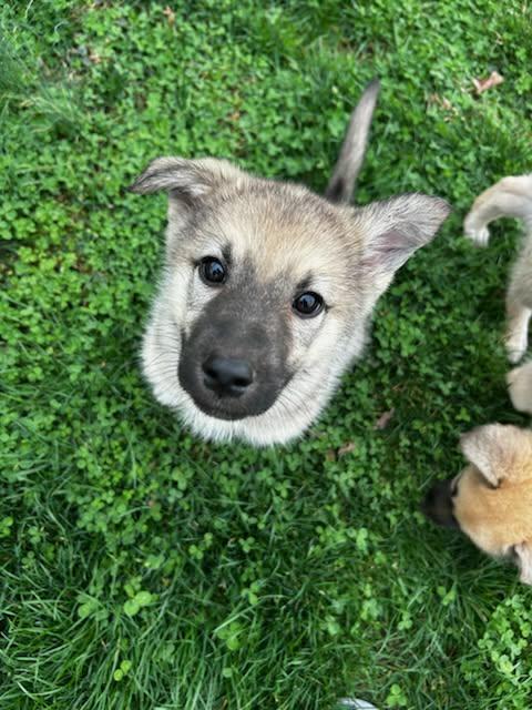 Enlarge Peep, a Adoptable German Shepherd Dog in Fort Thomas, KY image 2/2