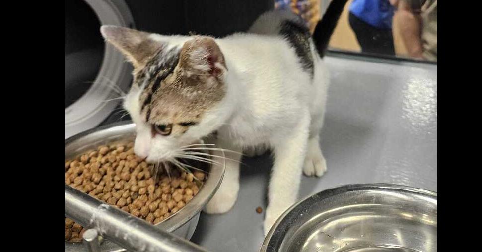 Dali, Adoptable, Young Male Domestic Short Hair.