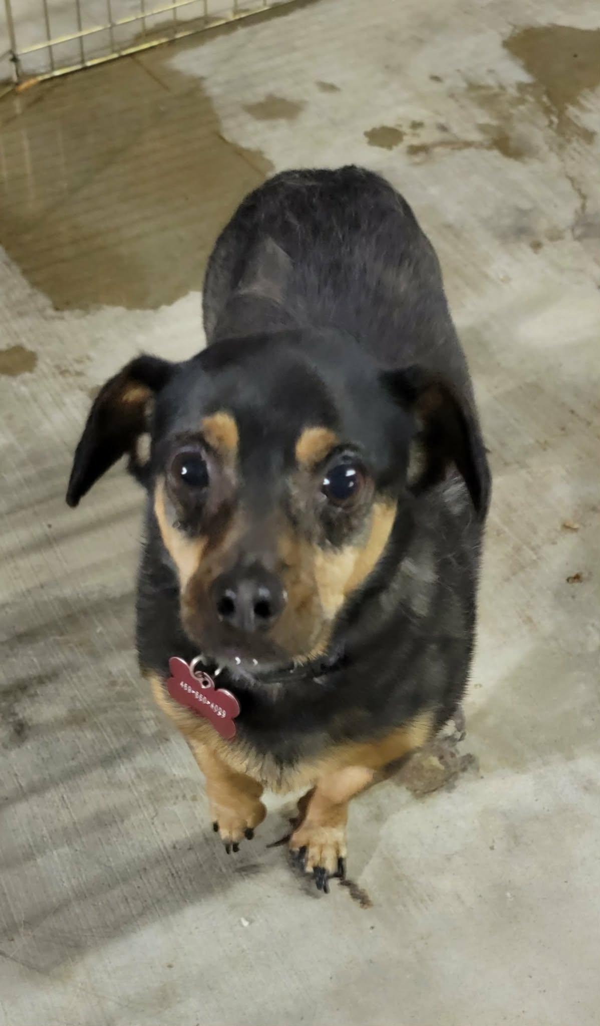 Enlarge Dax, a ADOPTABLE mixed breed in Van Alstyne, TX image 3/3