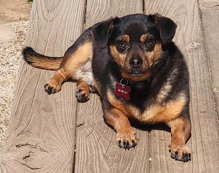 Dax, ADOPTABLE, Adult Male Chihuahua.