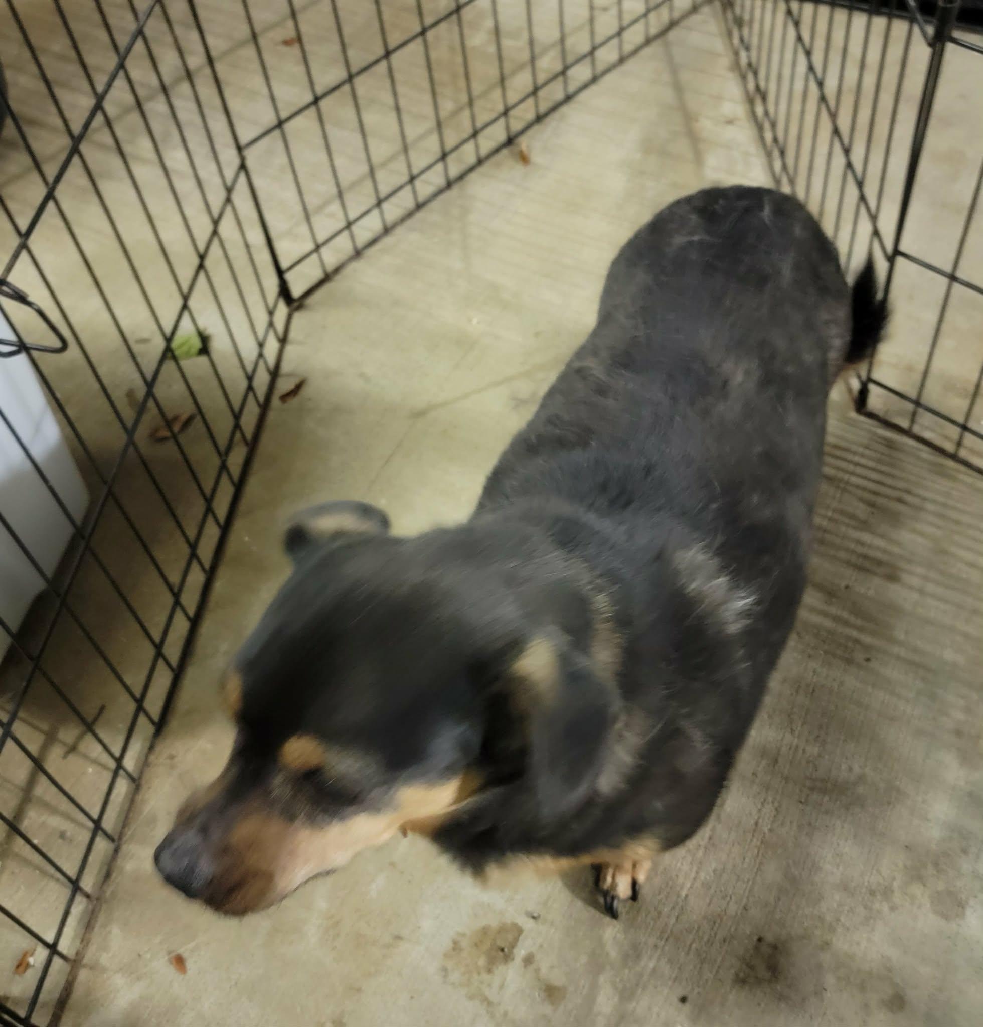Enlarge Dax, a ADOPTABLE mixed breed in Van Alstyne, TX image 2/3