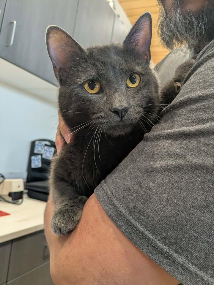 Rocky, Adopted, Young Male Domestic Short Hair.