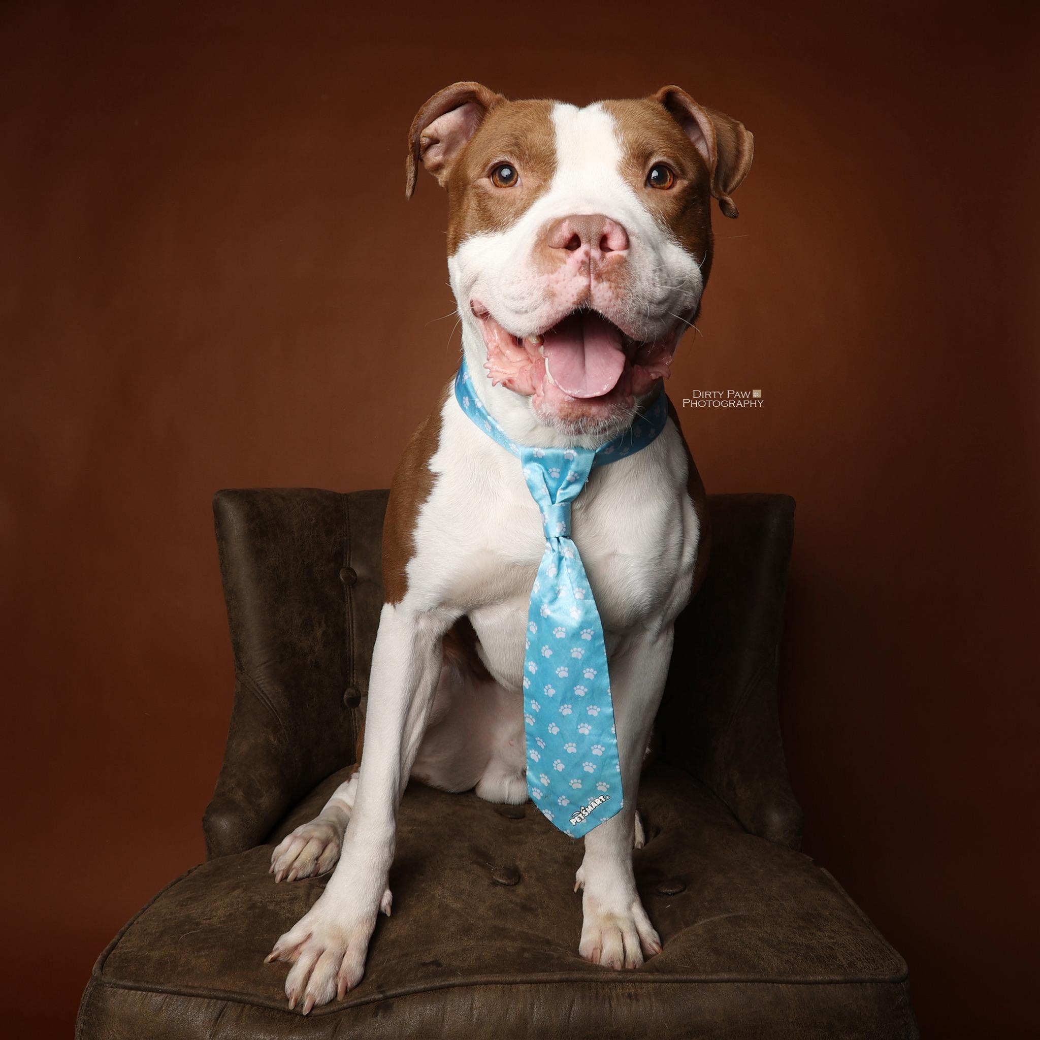 Enlarge Malcolm, a Adoptable mixed breed in Alexandria, VA image 3/6