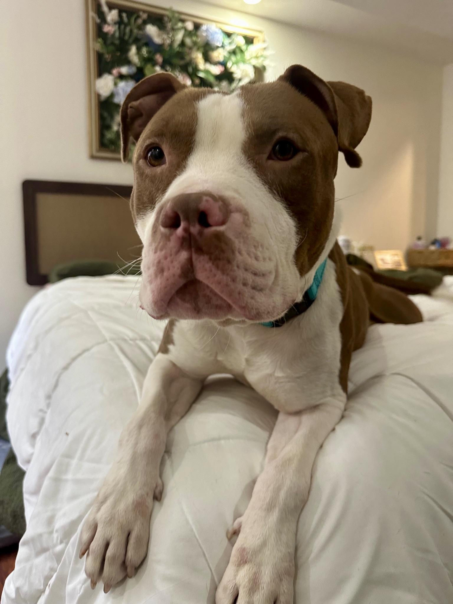 Enlarge Malcolm, a Adoptable mixed breed in Alexandria, VA image 4/6