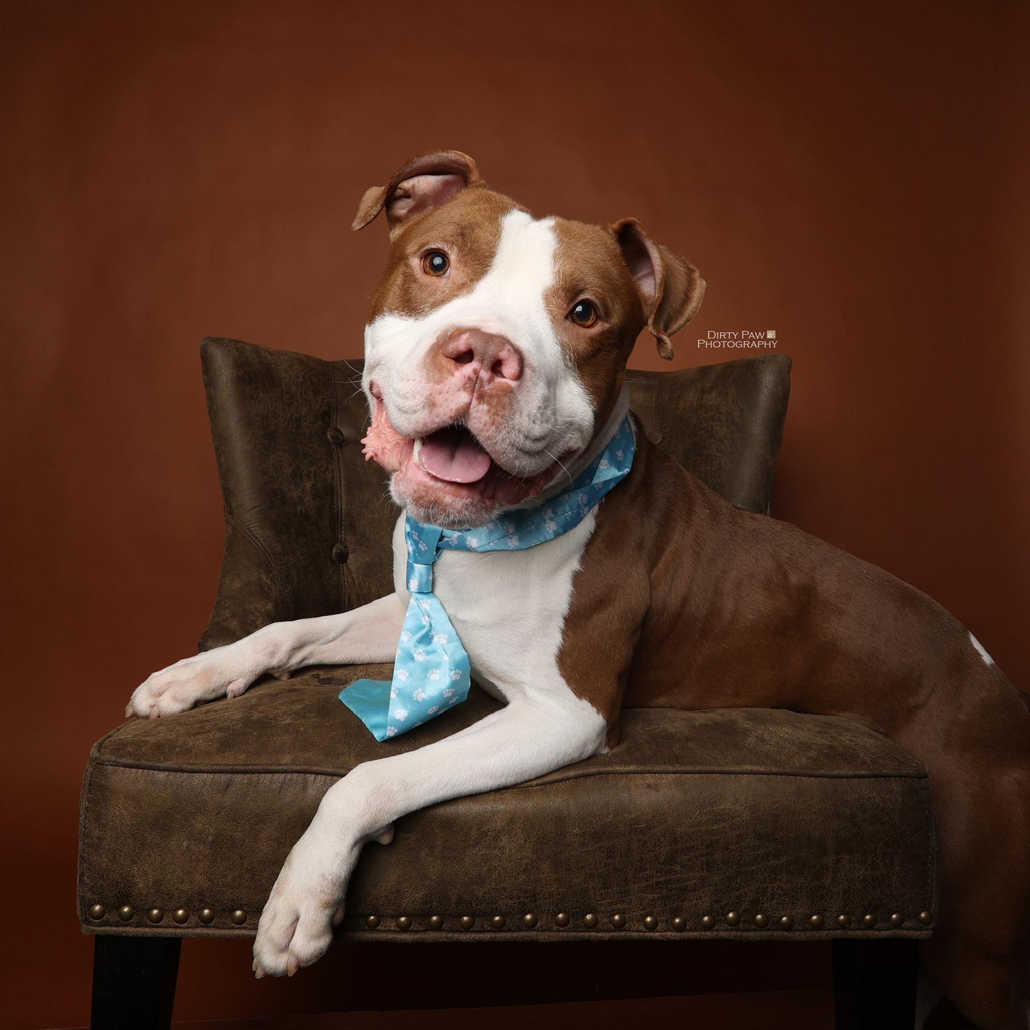 Enlarge Malcolm, a Adoptable mixed breed in Alexandria, VA image 5/6