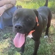 Vel, an adopted Pit Bull Terrier in Flagstaff, AZ_image-1