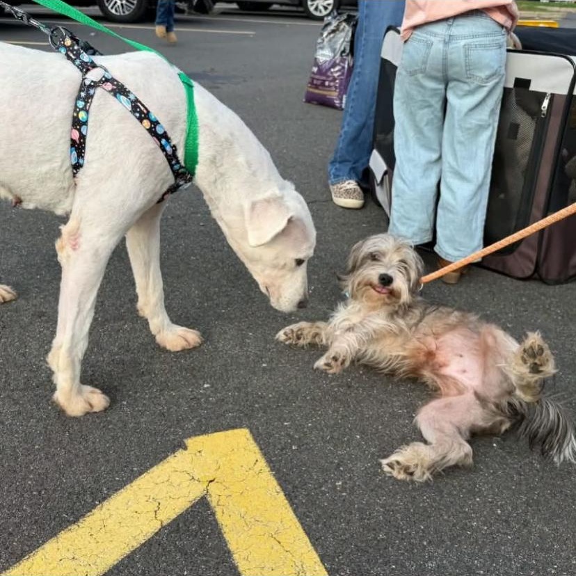 Enlarge Westbrook, a Adoptable Shih Tzu in Philadelphia, PA image 5/6