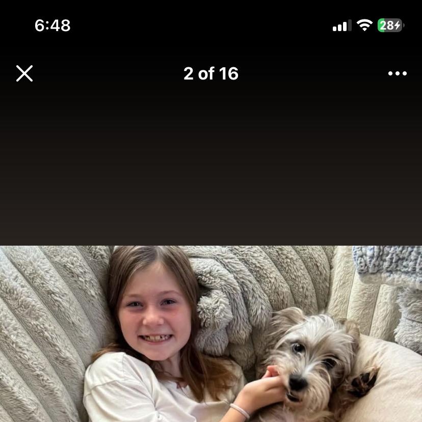 Enlarge Westbrook, a Adoptable Shih Tzu in Philadelphia, PA image 2/6