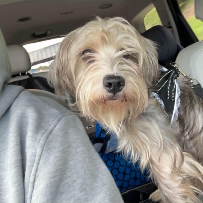 Enlarge Westbrook, a Adoptable Shih Tzu in Philadelphia, PA image 4/6