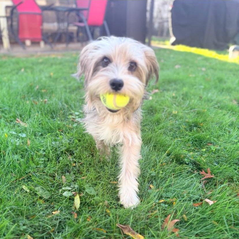 Enlarge Westbrook, a Adoptable Shih Tzu in Philadelphia, PA image 3/6