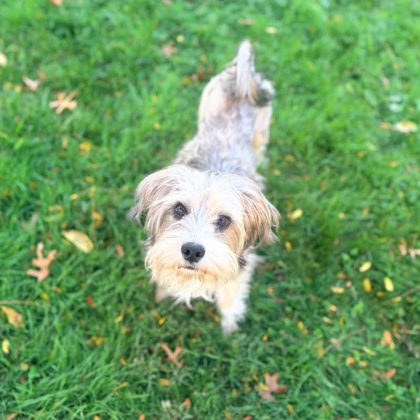 Enlarge Westbrook, a Adoptable Shih Tzu in Philadelphia, PA image 1/6
