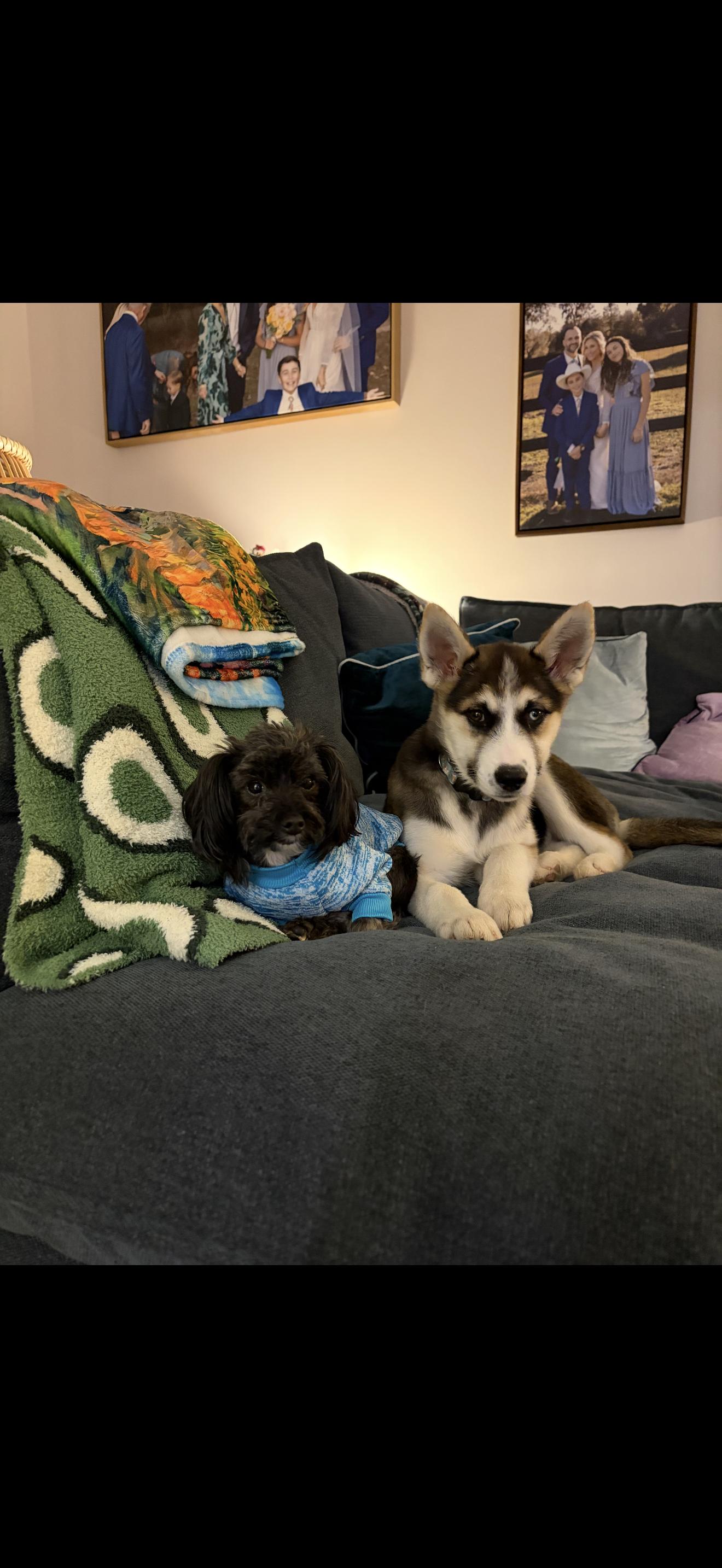 Pepper aka mila, Adoptable, Puppy Female German Shepherd Dog & Siberian Husky.