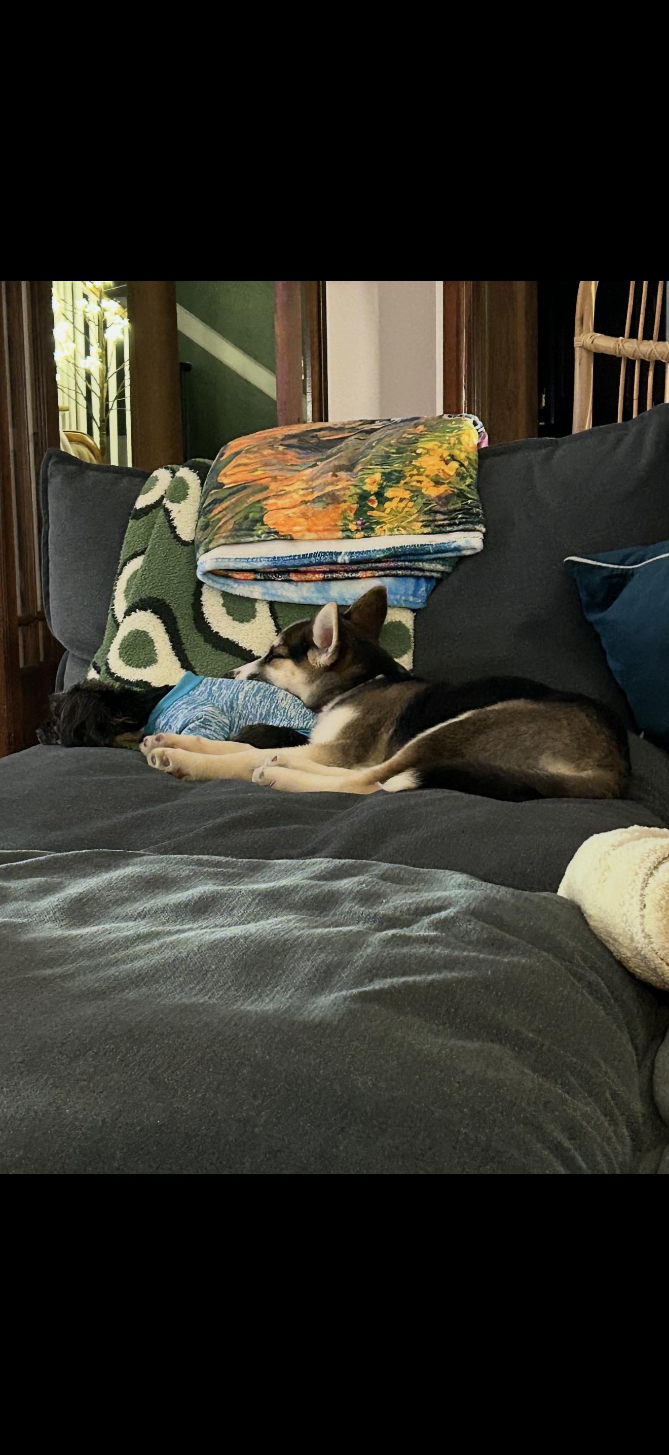 Enlarge Pepper aka mila, a Adoptable mixed breed in Bradenton, FL image 2/6