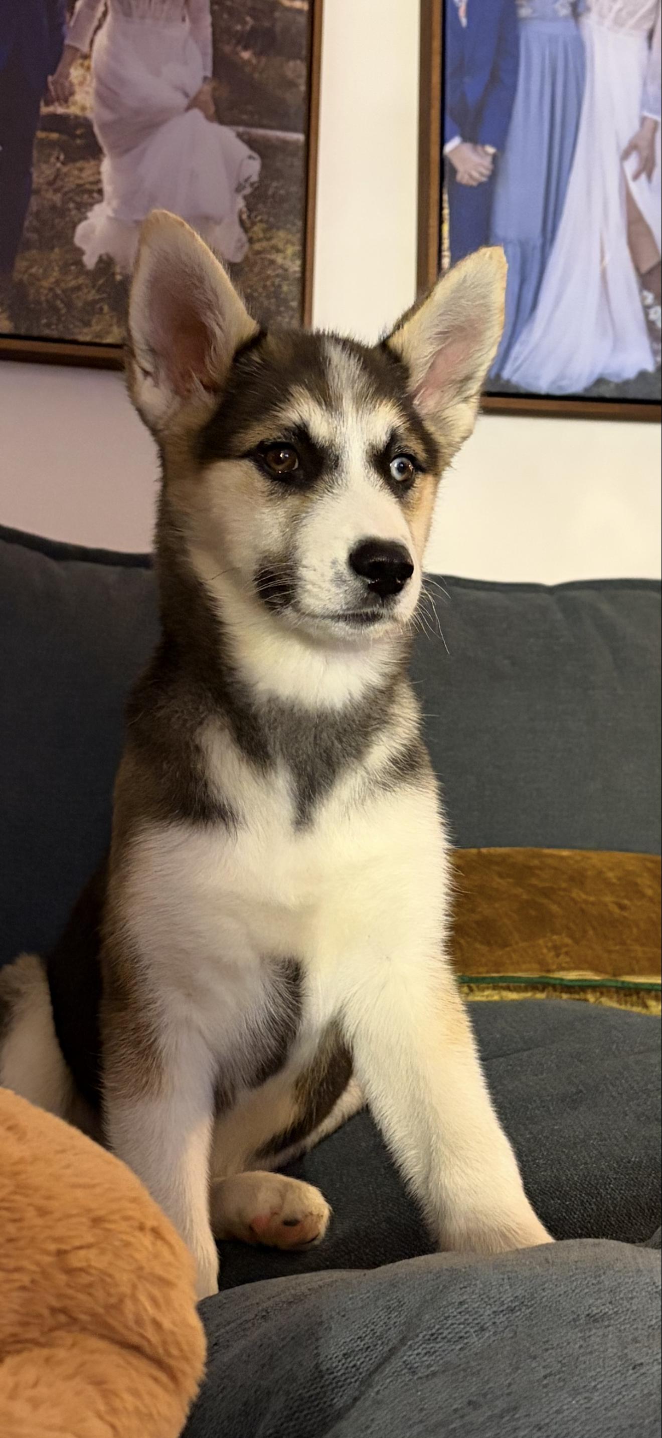 Enlarge Pepper aka mila, a Adoptable mixed breed in Bradenton, FL image 3/6