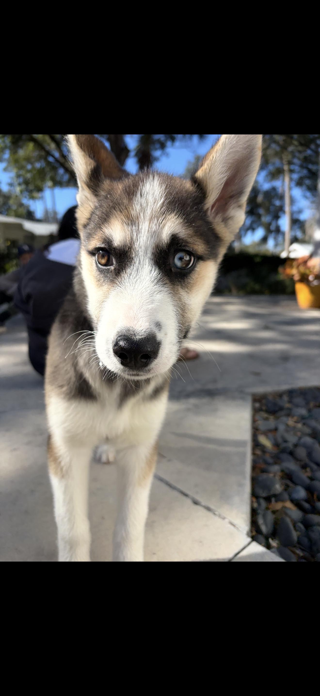 Enlarge Pepper aka mila, a Adoptable mixed breed in Bradenton, FL image 4/6