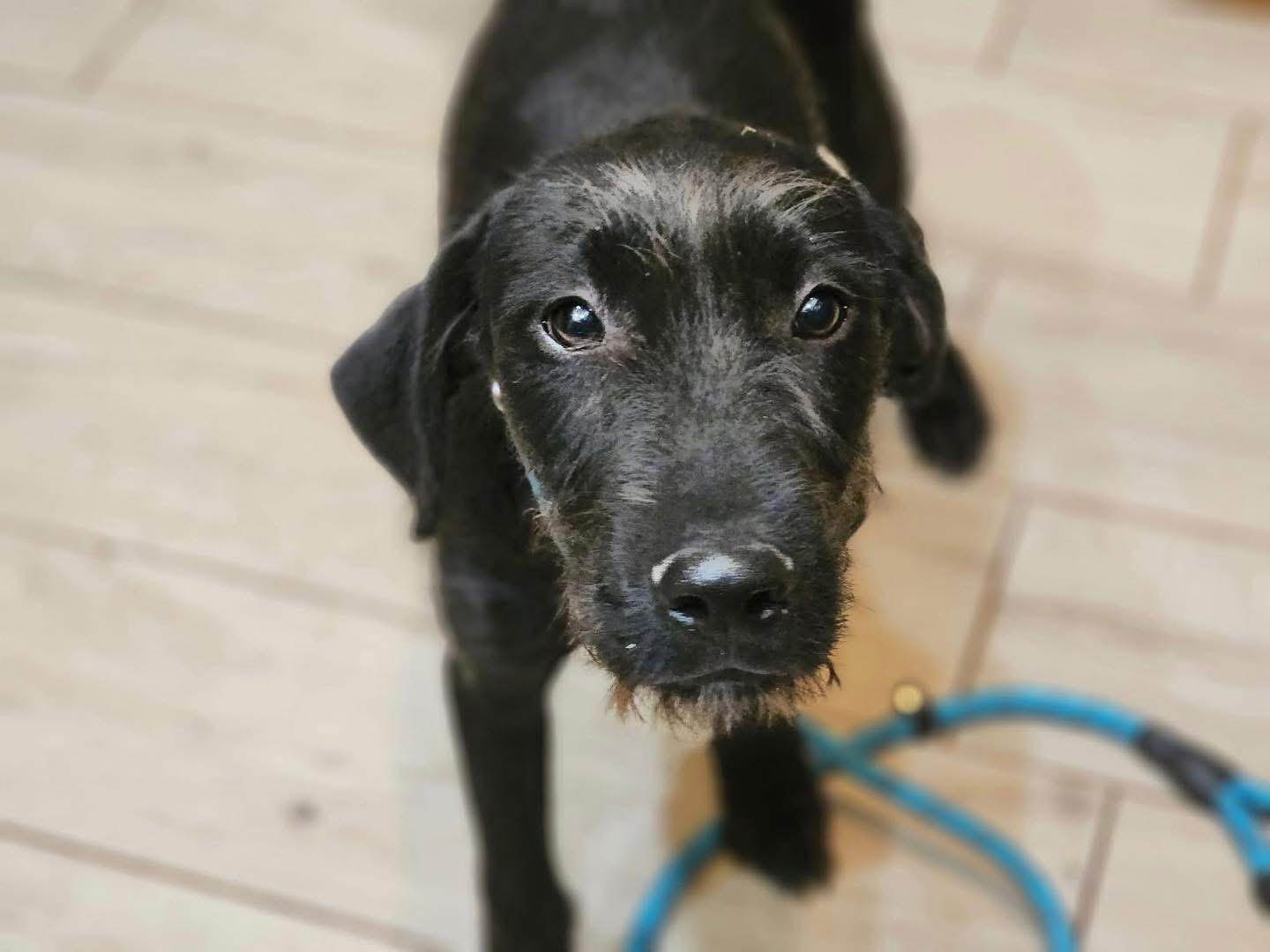 Enlarge Tuxi, a Adoptable mixed breed in Edmond, OK image 1/3