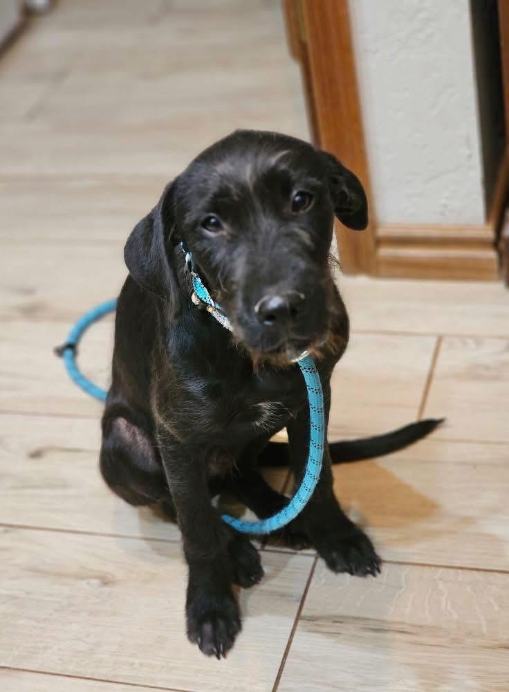 Enlarge Tuxi, a Adoptable mixed breed in Edmond, OK image 2/3