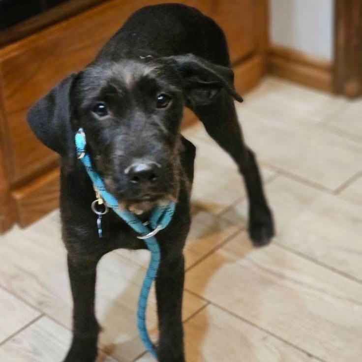 Tuxi, Adoptable, Young Male Terrier.