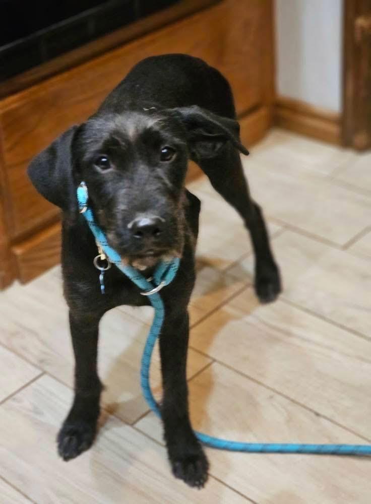 Enlarge Tuxi, a Adoptable mixed breed in Edmond, OK image 3/3