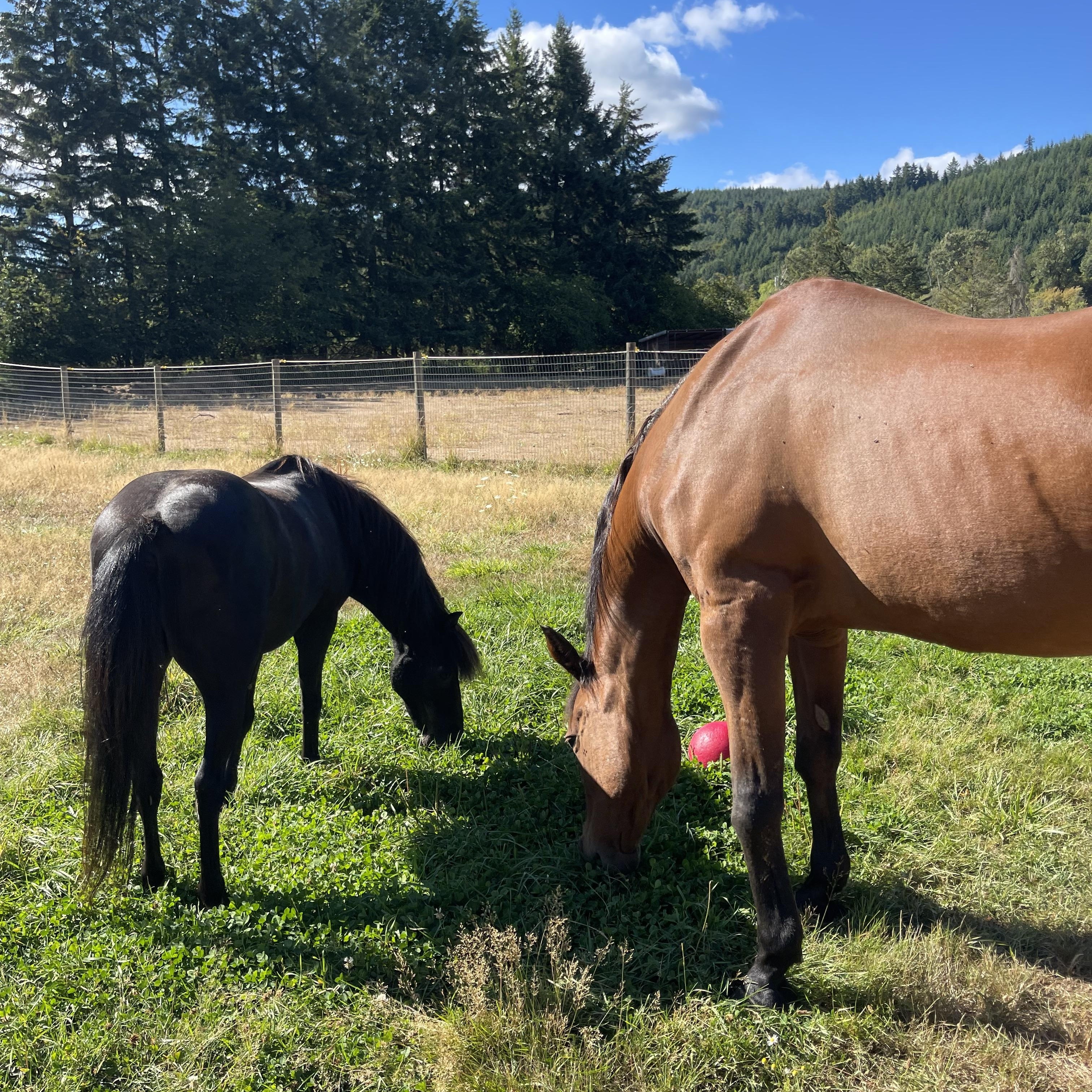 Enlarge Cruiser, a Adoptable Shetland Pony in Oakville, WA image 4/6