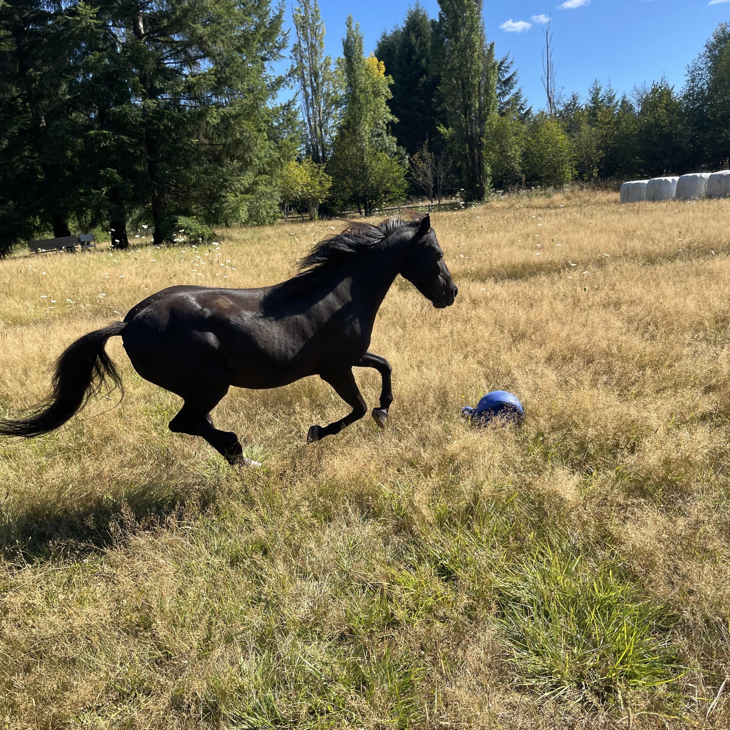 Cruiser, Adoptable, Senior Male Shetland Pony.