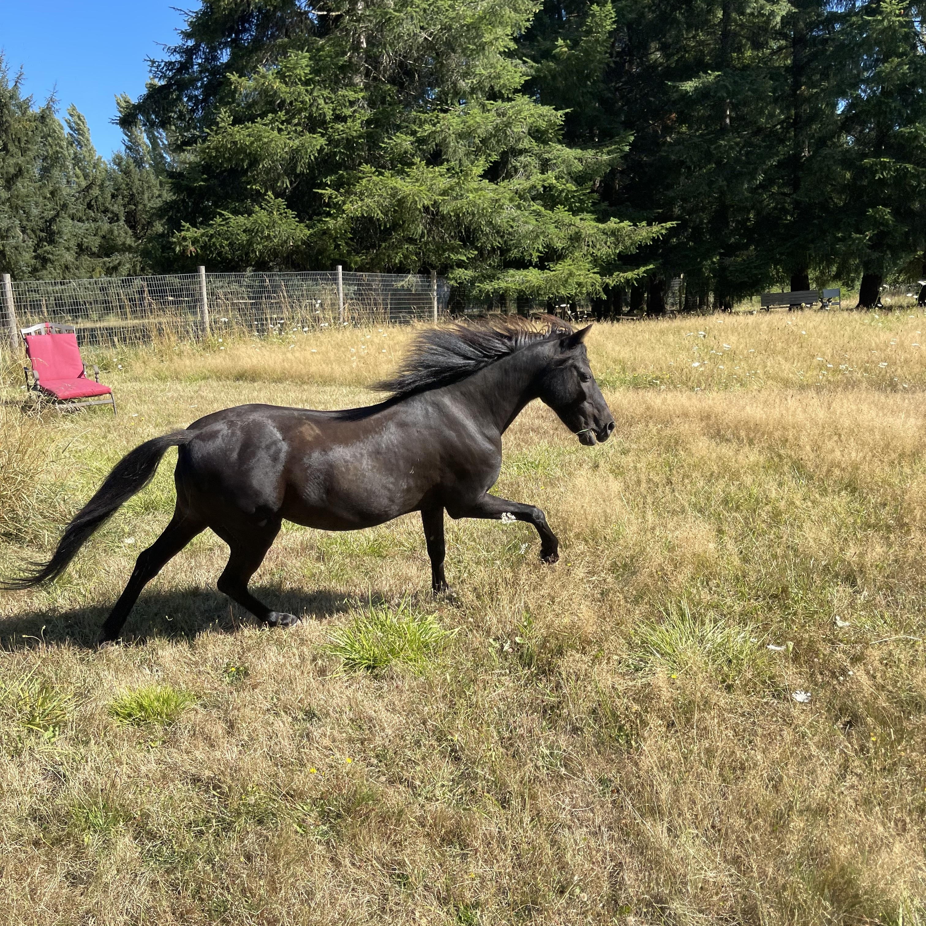 Enlarge Cruiser, a Adoptable Shetland Pony in Oakville, WA image 3/6