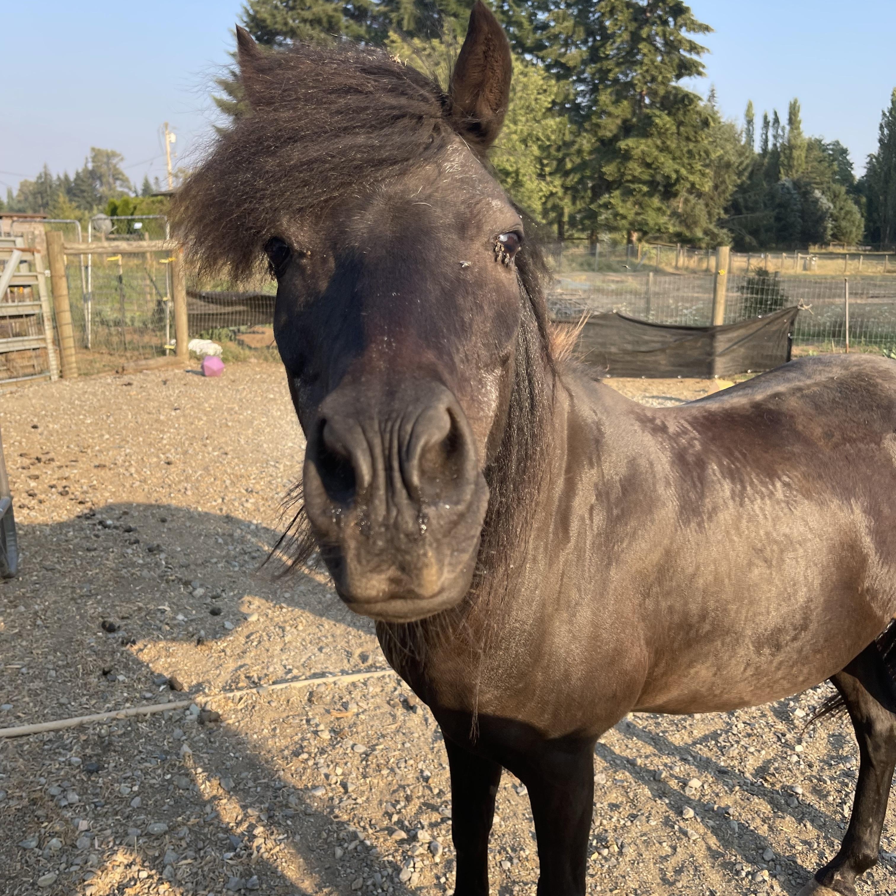Enlarge Cruiser, a Adoptable Shetland Pony in Oakville, WA image 2/6