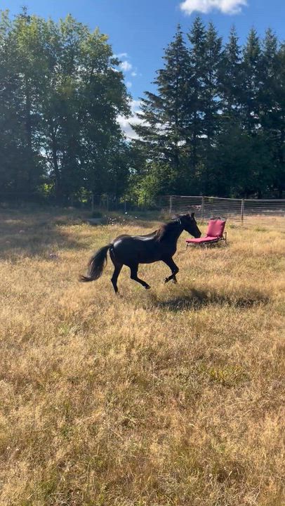 Enlarge Cruiser, a Adoptable Shetland Pony in Oakville, WA video 5/6