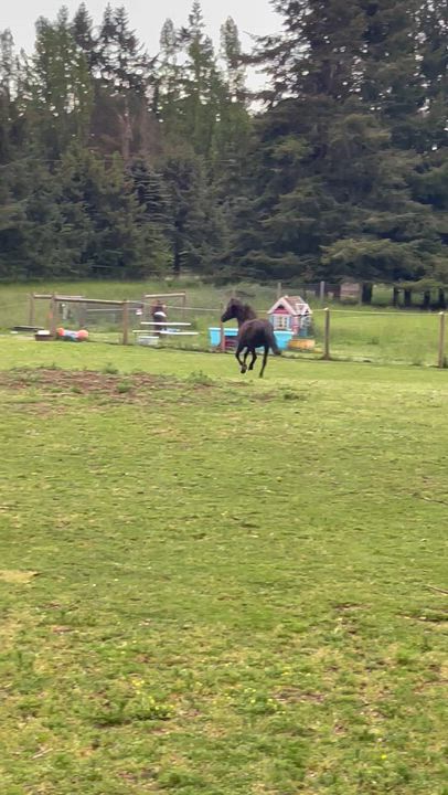 Enlarge Cruiser, a Adoptable Shetland Pony in Oakville, WA video 6/6