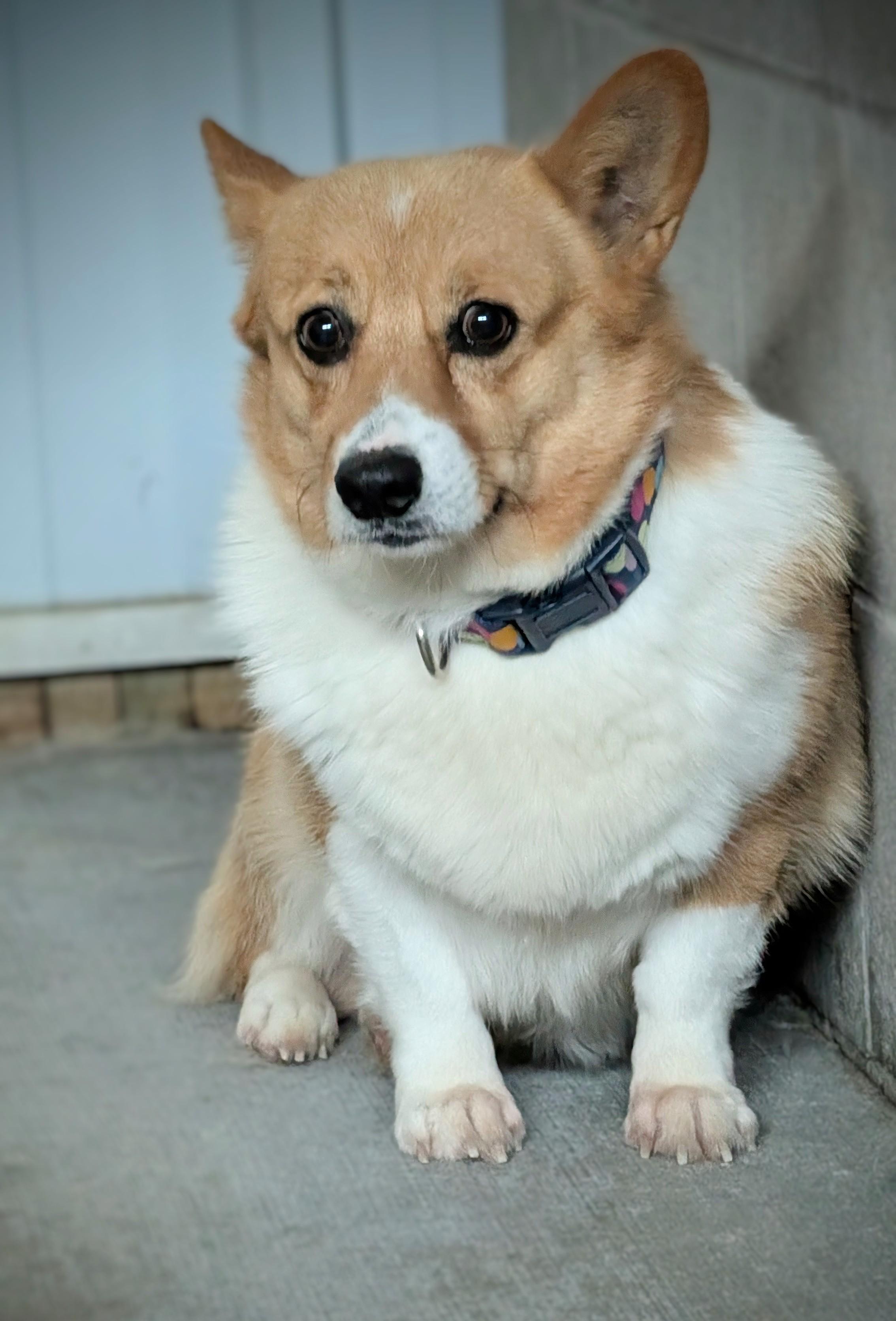 Garth, Adoptable, Adult Male Corgi.