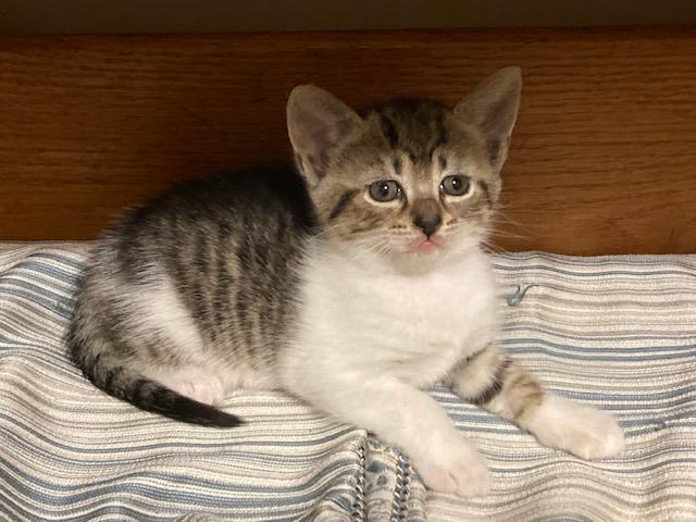 Enlarge CLOVER's Litter of 3 , a ADOPTABLE mixed breed in Watkinsville, GA image 2/3