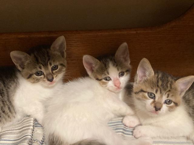 Enlarge CLOVER's Litter of 3 , a ADOPTABLE mixed breed in Watkinsville, GA image 1/3