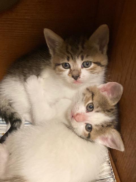 Enlarge CLOVER's Litter of 3 , a ADOPTABLE mixed breed in Watkinsville, GA image 3/3