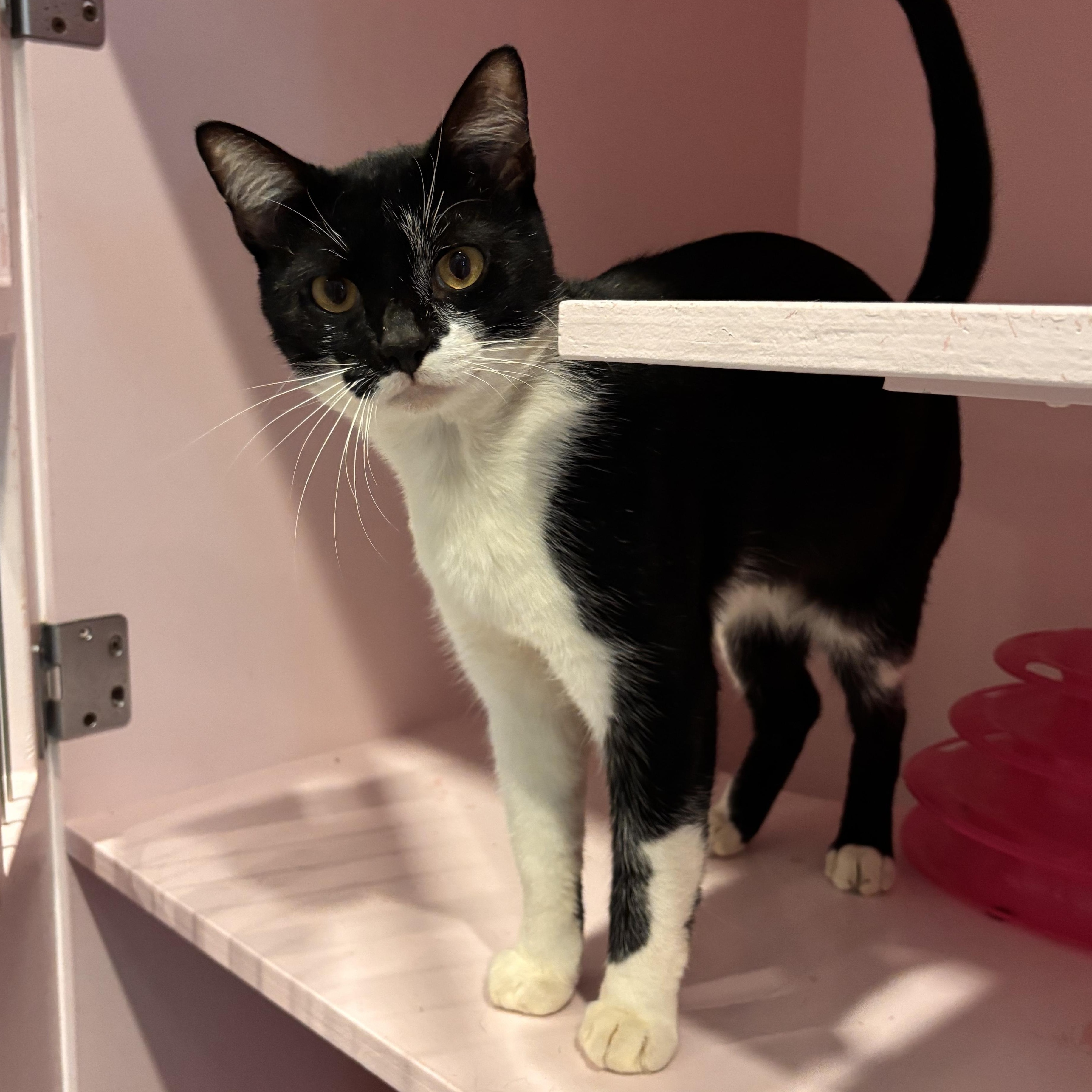 Debo (FIV+), Adoptable, Adult Male Domestic Short Hair.