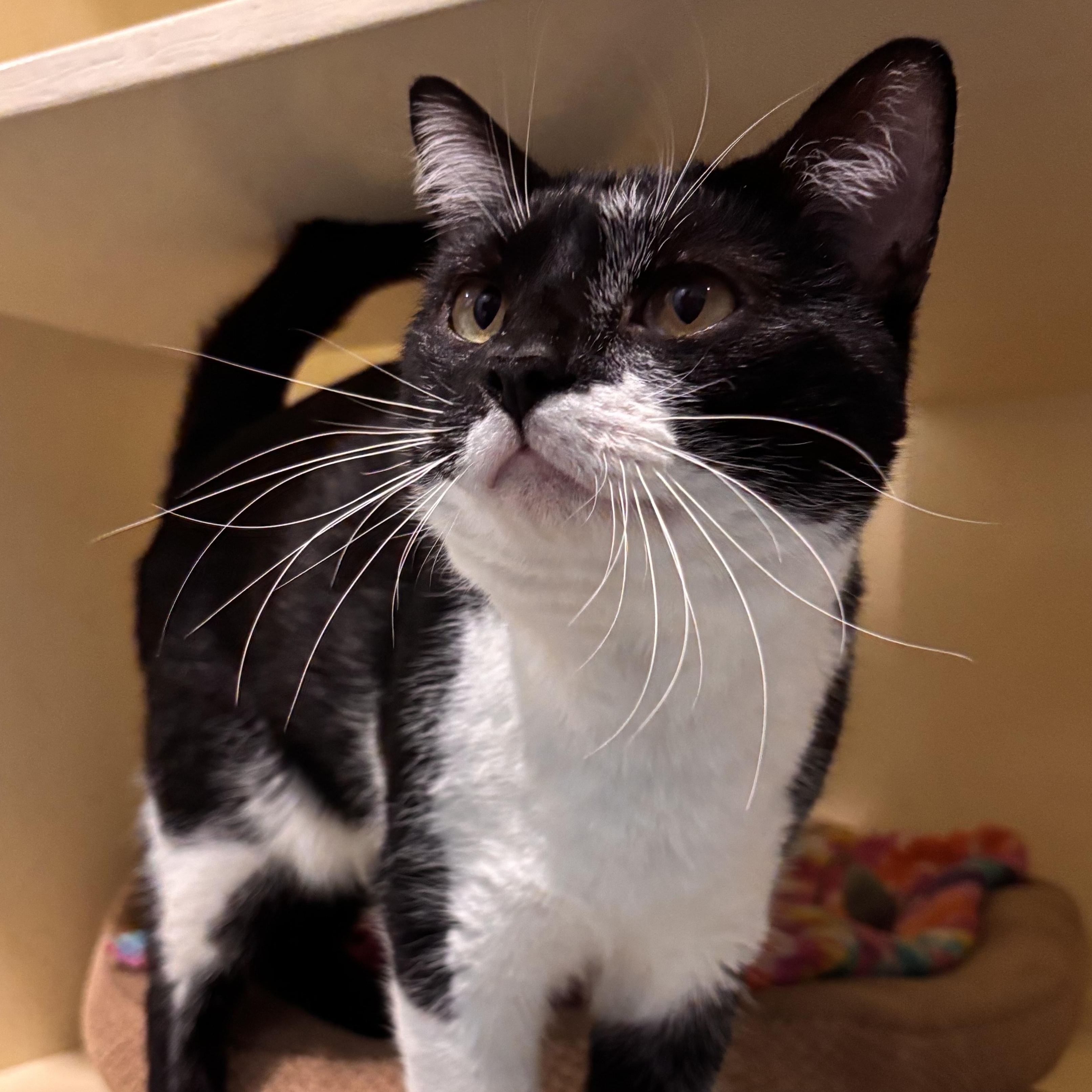 Enlarge Debo (FIV+), an adoptable Domestic Short Hair in Charleston, SC image 2/4