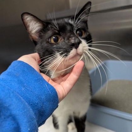 Debo (FIV+), a Adoptable Domestic Short Hair in Charleston, SC image 3/3