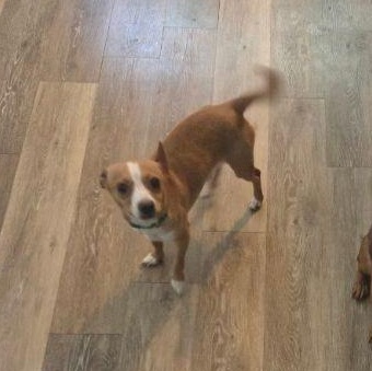 Shadow, Adoptable, Adult Male Miniature Dachshund & Silky Terrier.