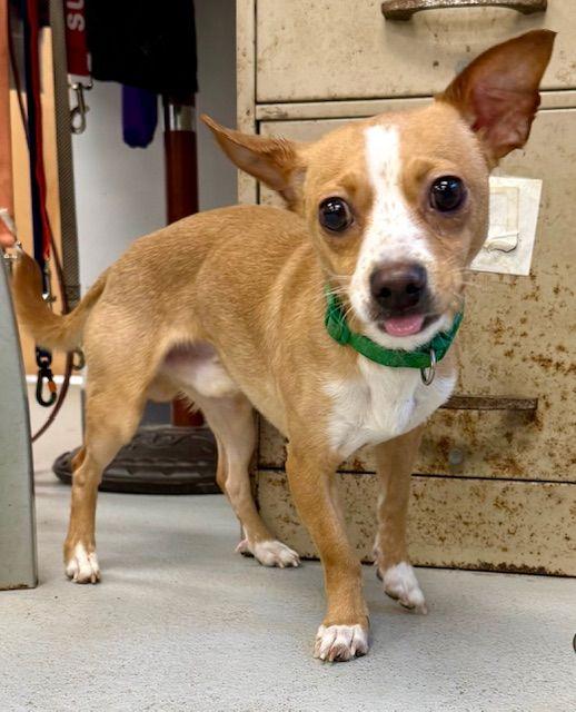 Shadow, Adoptable, Adult Male Miniature Dachshund & Silky Terrier.