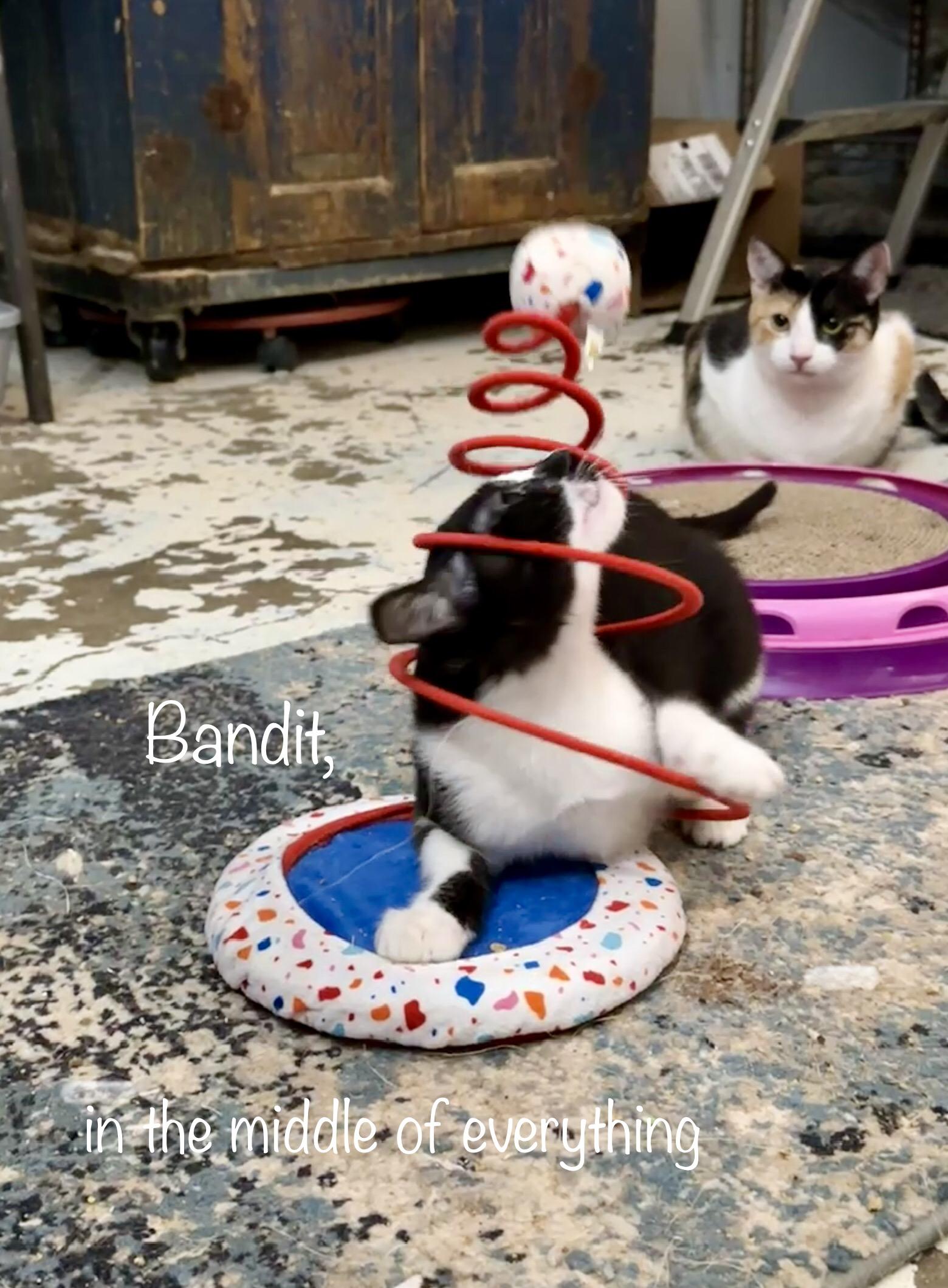 Bandit and Domino